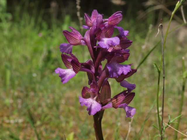 Ancora fioriture in Basilicata